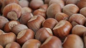 Turkish Hazelnuts Report Pangea Brokers Nuts